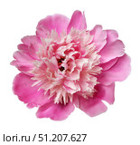 Peony isolated on a white background with clipping path. Стоковое фото, фотограф Дмитрий Цветков / Фотобанк Лори