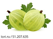 Isolated green gooseberry on a white background. Стоковое фото, фотограф Дмитрий Цветков / Фотобанк Лори