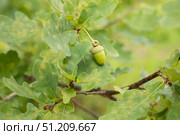 Зелёный жёлудь на ветке. Листья дуба. A green acorn on a branch. Oak leaves. Стоковое фото, фотограф Краснова Ирина / Фотобанк Лори