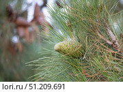 Зеленая шишка на ветке сосны. A green cone on a pine branch. Стоковое фото, фотограф Краснова Ирина / Фотобанк Лори