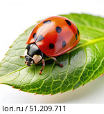A Red Ladybug Rests on a Green Leaf Against a White Background. Generative AI. Стоковое AI-изображение, AI-художник Roman Zavorotny / Фотобанк Лори