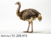 Male Rhea Standing in Front of a White Background. Generative AI. Стоковое AI-изображение, AI-художник Roman Zavorotny / Фотобанк Лори