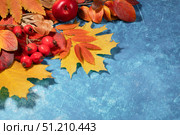Different vibrant autumn leaves and red fruits arranged on textured blue background with copy space. Стоковое фото, фотограф Наталья Семкина / Фотобанк Лори