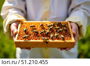 Close-up of a beekeeper holding a wooden honeycomb frame with bees, natural daylight, green blurred background, concept of apiculture and nature. Стоковое AI-изображение, AI-художник Александра Рублева / Фотобанк Лори