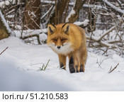 Лисица бродит по снегу в поисках мышей. Стоковое фото, фотограф Александр Подмарёв / Фотобанк Лори