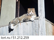 A beautiful lop-eared cat lies on a wooden veranda. Стоковое фото, фотограф Наталия Кирсанова / Фотобанк Лори