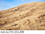 A dry barren desert landscape with rare plants scattered everywhere. The sky is clear and the sun is shining brightly. Стоковое фото, фотограф Наталия Кирсанова / Фотобанк Лори