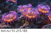 Discover the beauty of colorful coral reefs featuring luminous anemones showcasing their unique glow in the underwater world. Стоковое AI-видео, аниматор Данила Большаков / Фотобанк Лори