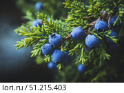 Juniper branches with berries. Blue berries on tree of juniper with green nature blurred background. Bunch of juniper berry in autumn. Juniperus scopulorum. Semi-fleshy, bluish cones. Officinal plant. Стоковое AI-изображение, AI-художник Марина Демидюк / Фотобанк Лори