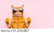 Funny strong cat in sunglasses on pink banner background, cool ginger pet flexing muscles, cute animal with attitude and tongue out, copy space. Стоковое AI-изображение, AI-художник Павел Муравьев / Фотобанк Лори