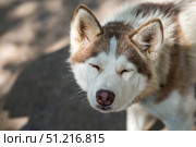 Close-up of a husky dog's head with a blurred background. The dog's fur is gray-brown. The dog is looking directly at the camera. Стоковое фото, фотограф Photojuli / Фотобанк Лори