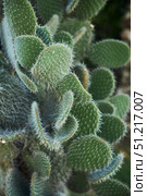 Prickly Pear Is A Plant. A genus of plants in the Cactus family. Стоковое фото, фотограф Наталия Кирсанова / Фотобанк Лори