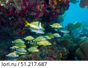 A diversity of grunt fish under a colorful coral reef, Key Largo, Florida. Michael Wood/Stocktrek Images/TASS. Стоковое фото, агентство ТАСС / Фотобанк Лори