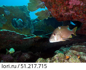 A Gray Snapper swims out from under the reef. Michael Wood/Stocktrek Images/TASS. Стоковое фото, агентство ТАСС / Фотобанк Лори