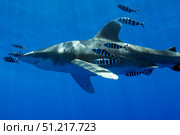 Pilot fish swiming with an oceanic whitetip shark, Red Sea, Egypt. VW Pics/Stocktrek Images/TASS. Стоковое фото, агентство ТАСС / Фотобанк Лори