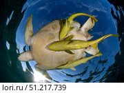 Green sea turtle (Chelonia mydas) with yellow remoras in Akumal bay, Mexico. VW Pics/Stocktrek Images/TASS. Стоковое фото, агентство ТАСС / Фотобанк Лори