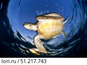 Green sea turtle (Chelonia mydas) in Akumal bay, Mexico. VW Pics/Stocktrek Images/TASS. Стоковое фото, агентство ТАСС / Фотобанк Лори