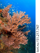 Gorgonian reefscape, Caribbean Sea, Mexico. VW Pics/Stocktrek Images/TASS. Стоковое фото, агентство ТАСС / Фотобанк Лори