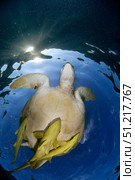 Green sea turtle (Chelonia mydas) in Akumal bay, Mexico. VW Pics/Stocktrek Images/TASS. Стоковое фото, агентство ТАСС / Фотобанк Лори
