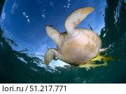 Green sea turtle (Chelonia mydas) in Akumal bay, Mexico. VW Pics/Stocktrek Images/TASS. Стоковое фото, агентство ТАСС / Фотобанк Лори