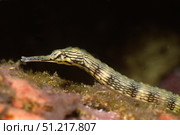 Close-up of Schultz's pipefish (Corythoichtys schultzi), Solomon Islands. VW Pics/Stocktrek Images/TASS. Стоковое фото, агентство ТАСС / Фотобанк Лори