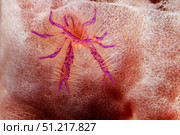 Hairy squat lobster lives in giant barrel sponge, Lembeh Strait, Indonesia. VW Pics/Stocktrek Images/TASS. Стоковое фото, агентство ТАСС / Фотобанк Лори