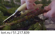 Spruce branches being trimmed with sharp pair of pruners, as part of preparation for Christmas wreath or bouquet. Close up. Стоковое видео, видеограф Strunov David / Фотобанк Лори