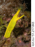 Female ribbon eel (Rhinomuraena quaesita), Lembeh Strait, Indonesia. VW Pics/Stocktrek Images/TASS. Стоковое фото, агентство ТАСС / Фотобанк Лори