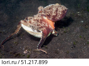 Coconut octopus carries two halves of a clam shell, Lembeh Strait, Indonesia. VW Pics/Stocktrek Images/TASS. Стоковое фото, агентство ТАСС / Фотобанк Лори