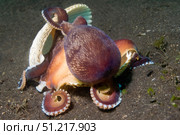 Coconut octopus carries a sea shell, Lembeh Strait, Indonesia. VW Pics/Stocktrek Images/TASS. Стоковое фото, агентство ТАСС / Фотобанк Лори
