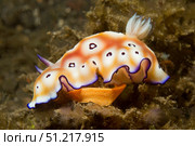 Chromodoris leopardus nudibranch lays a ribbon of eggs. VW Pics/Stocktrek Images/TASS. Стоковое фото, агентство ТАСС / Фотобанк Лори
