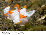 Painted frogifsh baby in orange-white coloration, Lembeh Strait, Indonesia. VW Pics/Stocktrek Images/TASS. Стоковое фото, агентство ТАСС / Фотобанк Лори