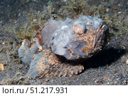 Flasher scorpionfish (Scorpaenopsis macrochir), Lembeh Strait, Indonesia. VW Pics/Stocktrek Images/TASS. Стоковое фото, агентство ТАСС / Фотобанк Лори