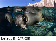 California sea lionCalifornia sea lion playing at surface near La Paz, Baja California Sur. VW Pics/Stocktrek Images/TASS. Стоковое фото, агентство ТАСС / Фотобанк Лори