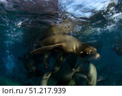 California sea lions playing at surface near La Paz, Baja California Sur. VW Pics/Stocktrek Images/TASS. Стоковое фото, агентство ТАСС / Фотобанк Лори