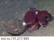 Coconut octopus sits by a coconut shell, Lembeh Strait, Indonesia. VW Pics/Stocktrek Images/TASS. Стоковое фото, агентство ТАСС / Фотобанк Лори