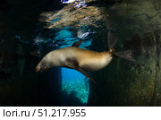 California sea lion playing in sea cave, Baja California Sur. VW Pics/Stocktrek Images/TASS. Стоковое фото, агентство ТАСС / Фотобанк Лори