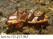 Flamboyant cuttlefish (Metasepia pfefferi), Lembeh Strait, Indonesia. VW Pics/Stocktrek Images/TASS. Стоковое фото, агентство ТАСС / Фотобанк Лори