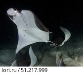 Monk's mobula feeding on plankton at night in the Sea of Cortez. VW Pics/Stocktrek Images/TASS. Стоковое фото, агентство ТАСС / Фотобанк Лори