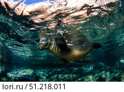 California sea lion playing at surface near La Paz, Baja California Sur. VW Pics/Stocktrek Images/TASS. Стоковое фото, агентство ТАСС / Фотобанк Лори