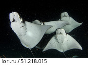 Monk's mobula feeding on plankton at night in the Sea of Cortez. VW Pics/Stocktrek Images/TASS. Стоковое фото, агентство ТАСС / Фотобанк Лори