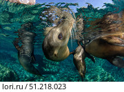 California sea lions playing at surface near La Paz, Baja California Sur. VW Pics/Stocktrek Images/TASS. Стоковое фото, агентство ТАСС / Фотобанк Лори