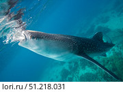 An injured whale shark feeding in the waters of Oslob, Philippines VW Pics/Stocktrek Images/TASS. Стоковое фото, агентство ТАСС / Фотобанк Лори