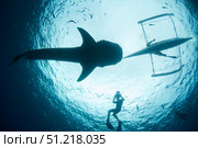 An underwater photographer enjoys a moment with a whale shark. VW Pics/Stocktrek Images/TASS. Стоковое фото, агентство ТАСС / Фотобанк Лори