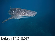 A whale shark swimming in the blue water of the Bohol Sea, Philippines. VW Pics/Stocktrek Images/TASS. Стоковое фото, агентство ТАСС / Фотобанк Лори