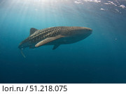 A whale shark swimming in the blue water of the Bohol Sea, Philippines. VW Pics/Stocktrek Images/TASS. Стоковое фото, агентство ТАСС / Фотобанк Лори