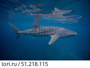 A whale shark swimming in the blue water of the Bohol Sea, Philippines. VW Pics/Stocktrek Images/TASS. Стоковое фото, агентство ТАСС / Фотобанк Лори