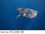 A whale shark swimming in the deep blue waters of Sogod bay, Southern Leyte, Philippines. VW Pics/Stocktrek Images/TASS. Стоковое фото, агентство ТАСС / Фотобанк Лори
