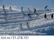 Chinstrap penguins on an iceberg near Aitcho Islands, Antarctic Peninsula. Ofer Zidon / Stocktrek Images/TASS. Стоковое фото, агентство ТАСС / Фотобанк Лори