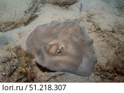 Sparsely-spotted stingaree (Urolophus paucimaculatus), Australia. VW Pics/Stocktrek Images/TASS. Стоковое фото, агентство ТАСС / Фотобанк Лори